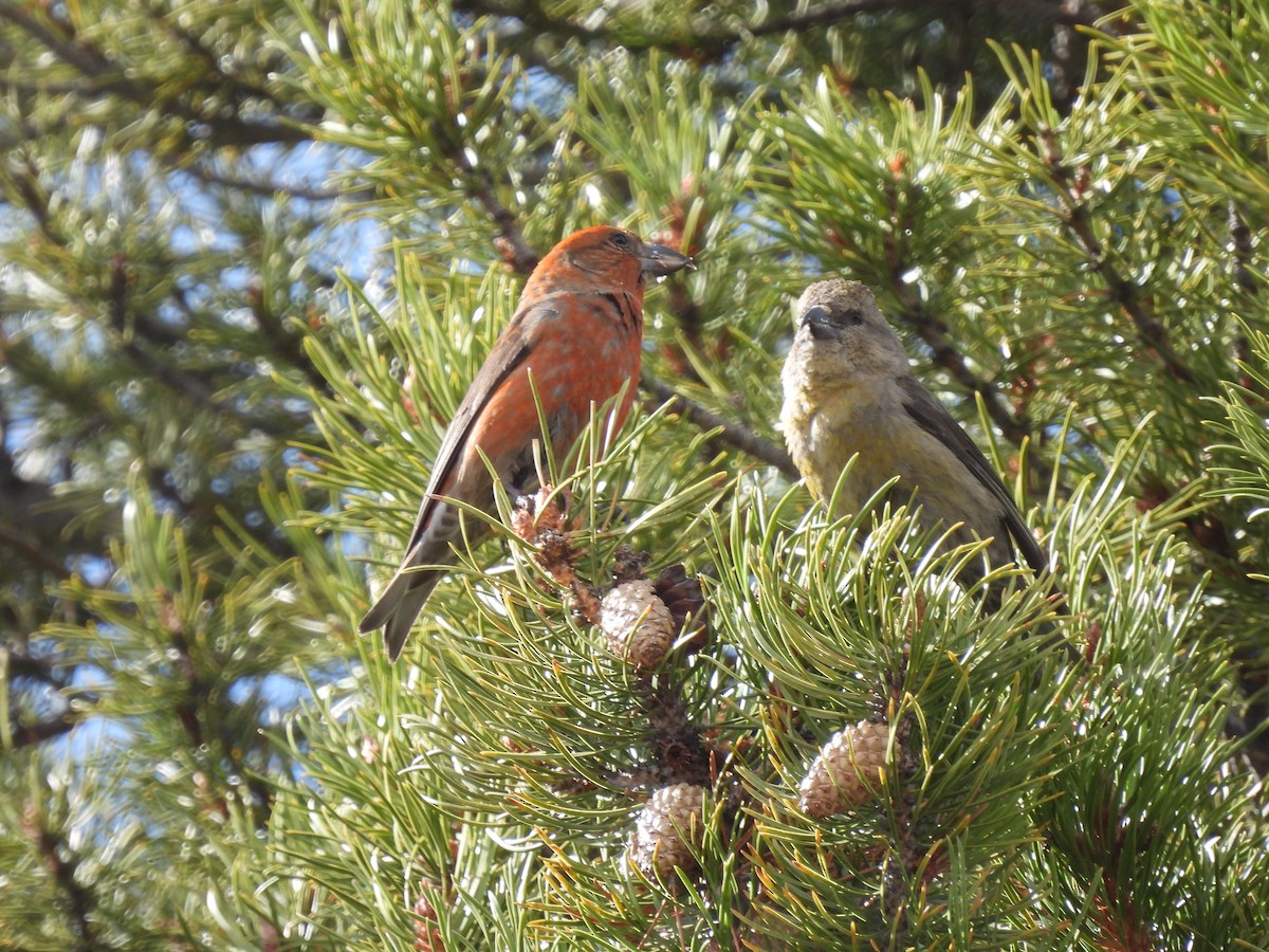 Red Crossbill - Christian Caryl