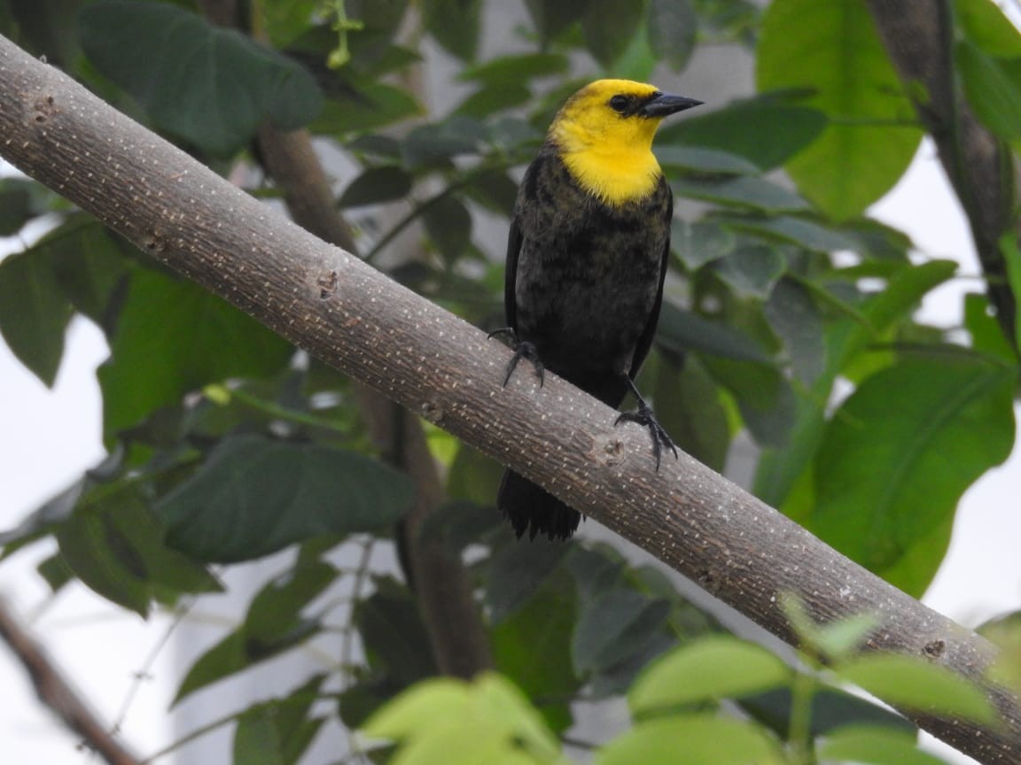 Yellow-hooded Blackbird - James Suárez cárdenas