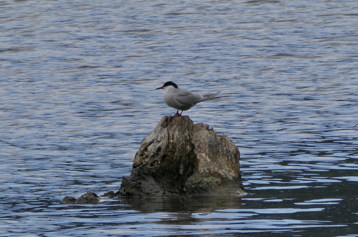 Common Tern - ML618269911