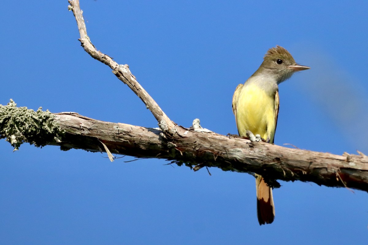 Great Crested Flycatcher - ML618269920