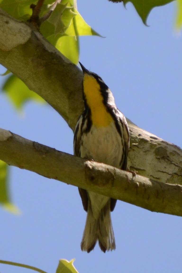 Yellow-throated Warbler - Laura M.
