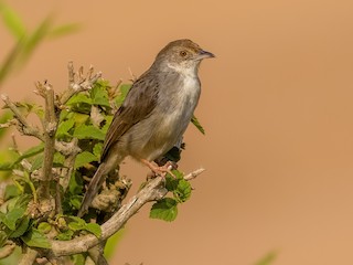  - Trilling Cisticola