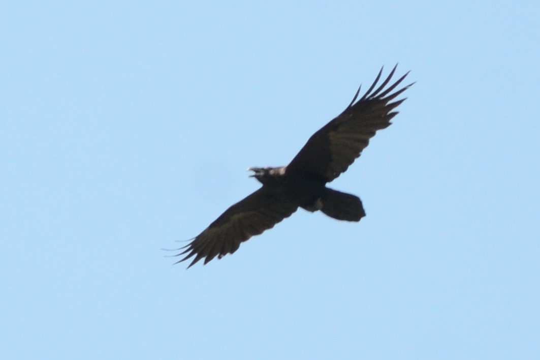 Common Raven - Laura M.