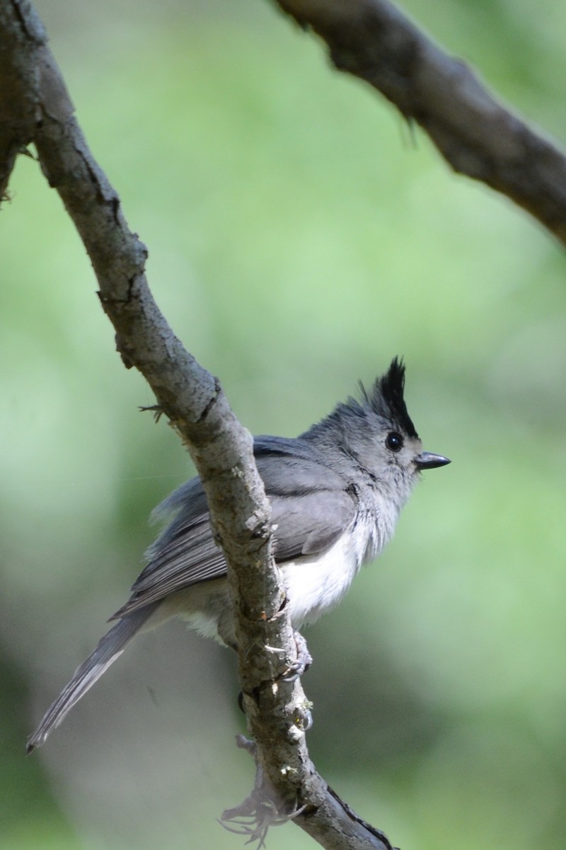 Black-crested Titmouse - Laura M.
