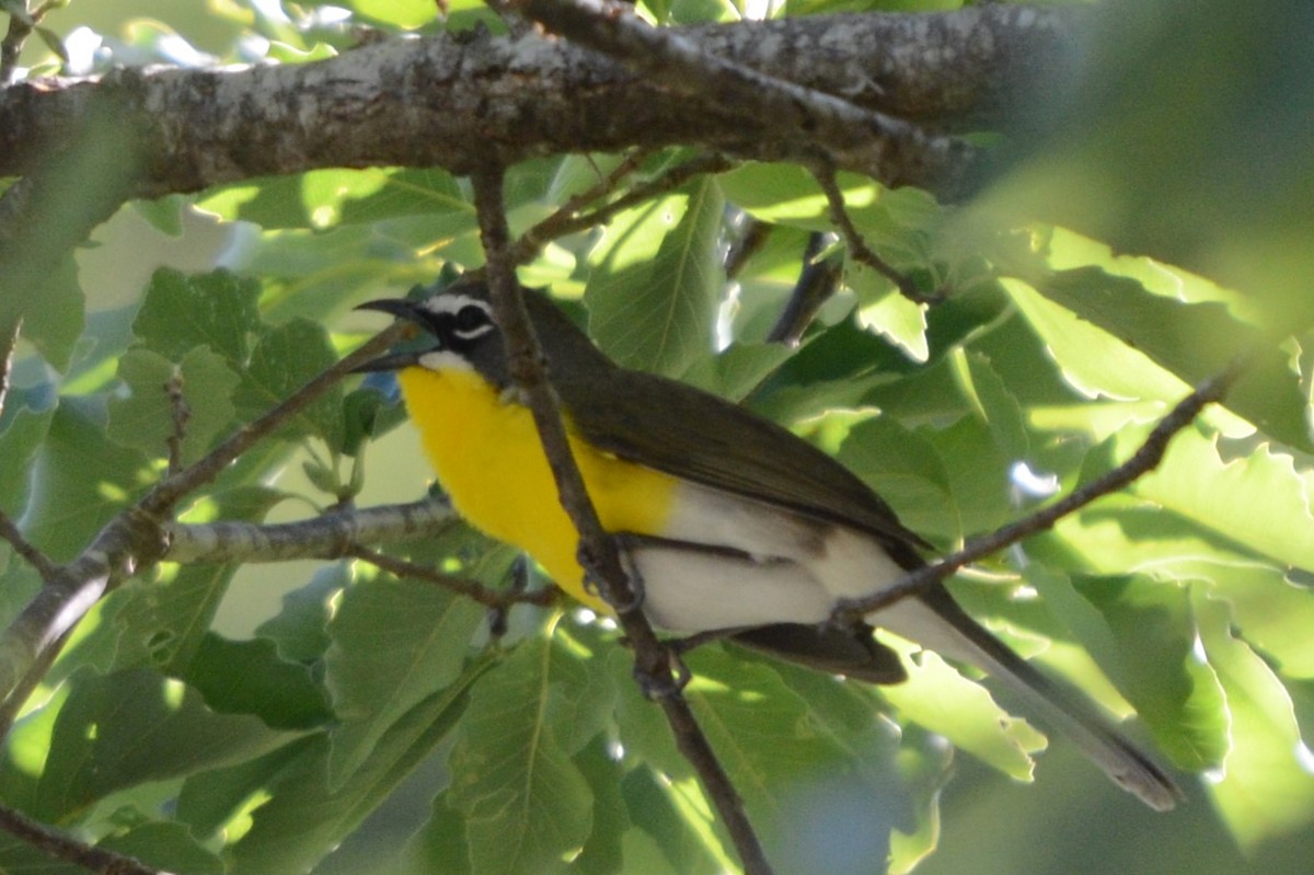 Yellow-breasted Chat - ML618269944