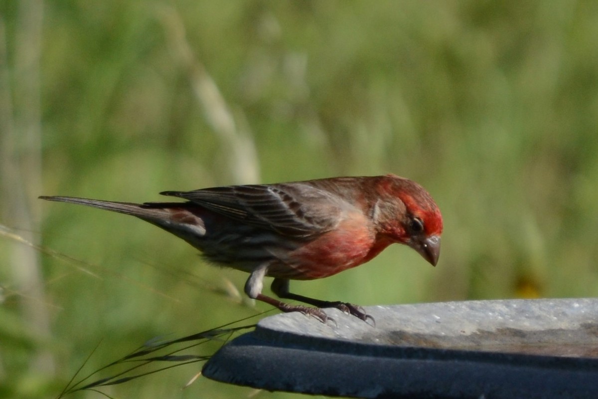 House Finch - Laura M.
