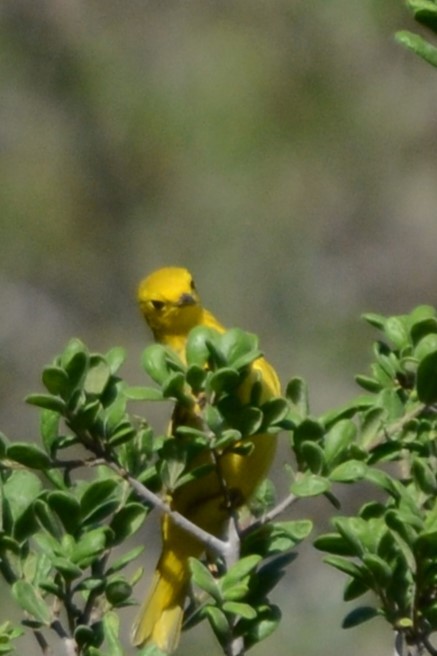 Yellow Warbler - Laura M.