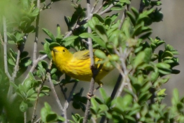 Yellow Warbler - Laura M.