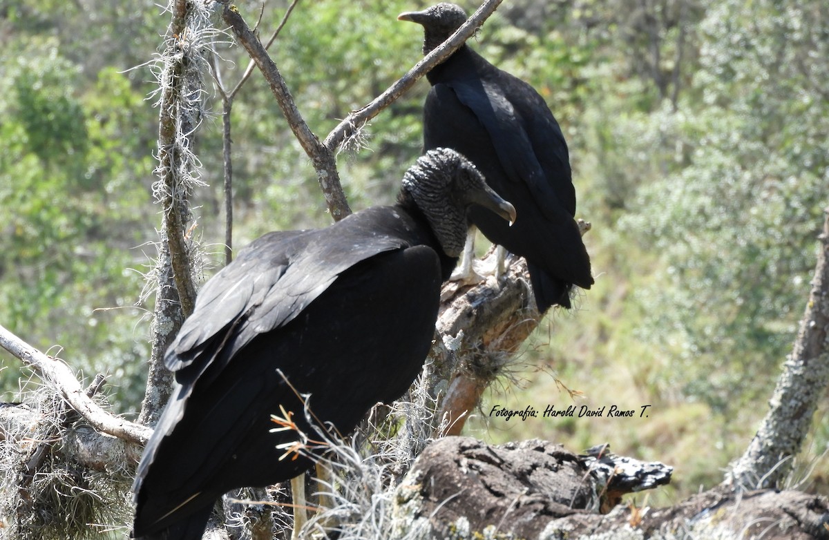 Black Vulture - Harold Ramos Torres