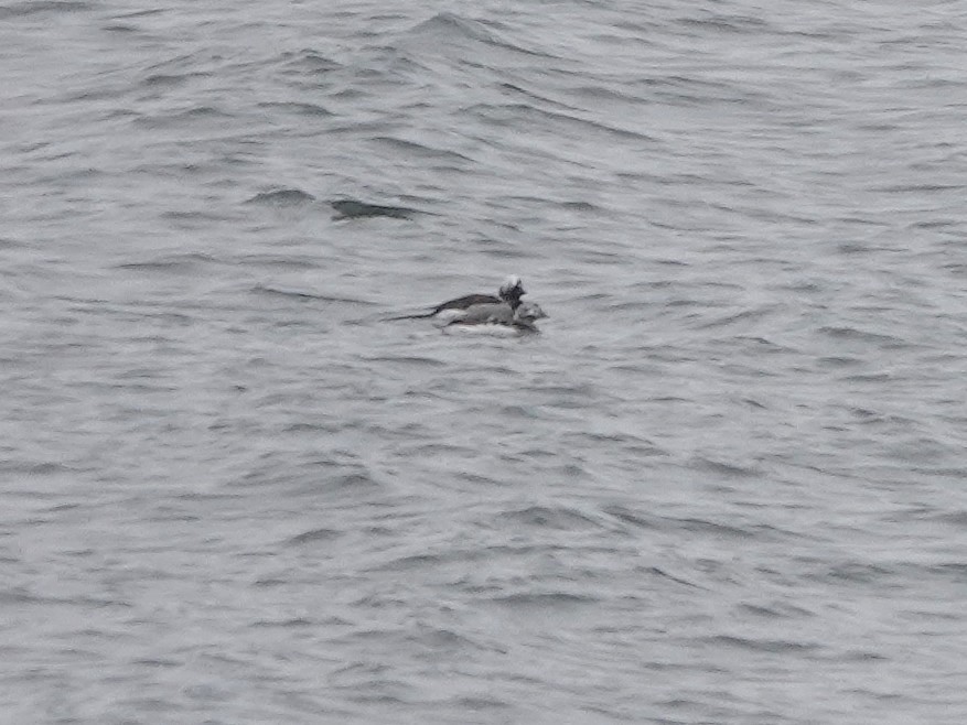 Long-tailed Duck - ML618269999