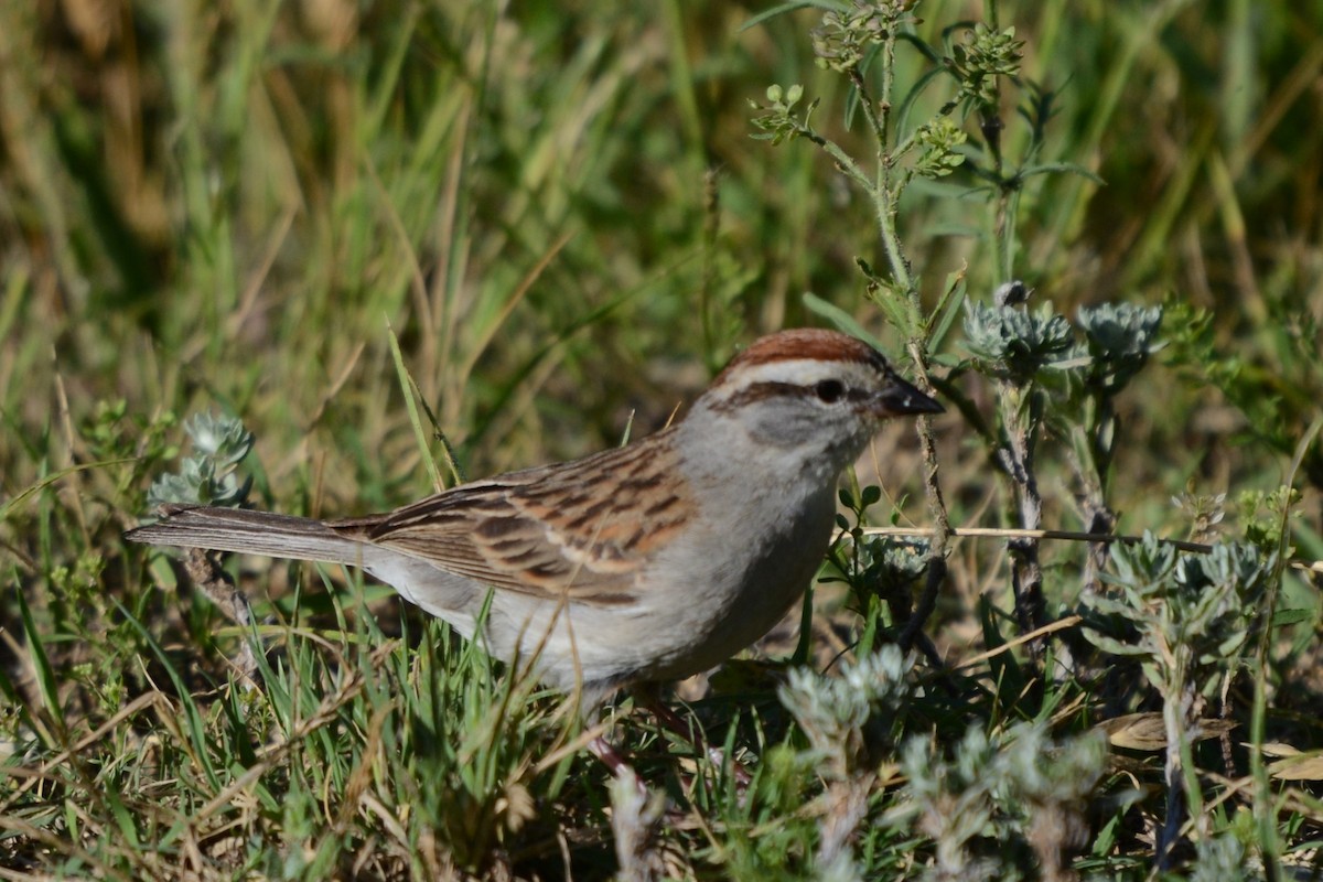 Chipping Sparrow - ML618270008