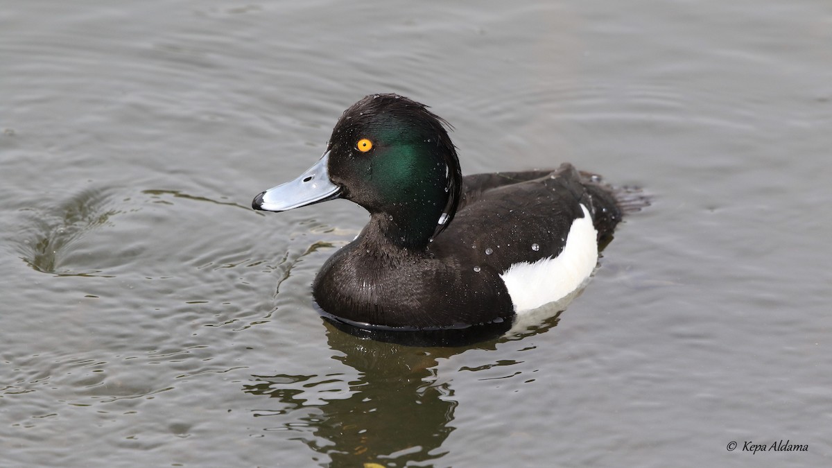 Tufted Duck - ML618270009