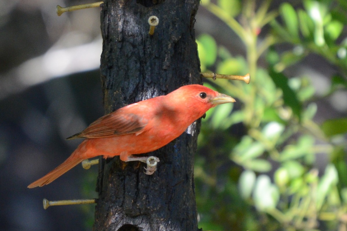 Summer Tanager - Laura M.