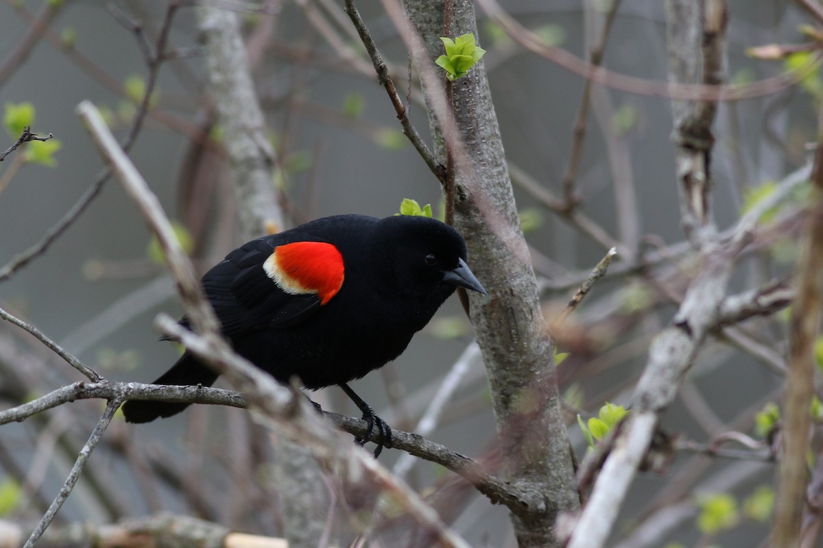 Red-winged Blackbird - ML618270014