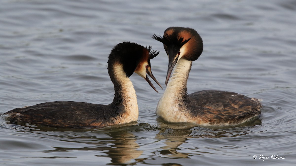 Great Crested Grebe - ML618270021
