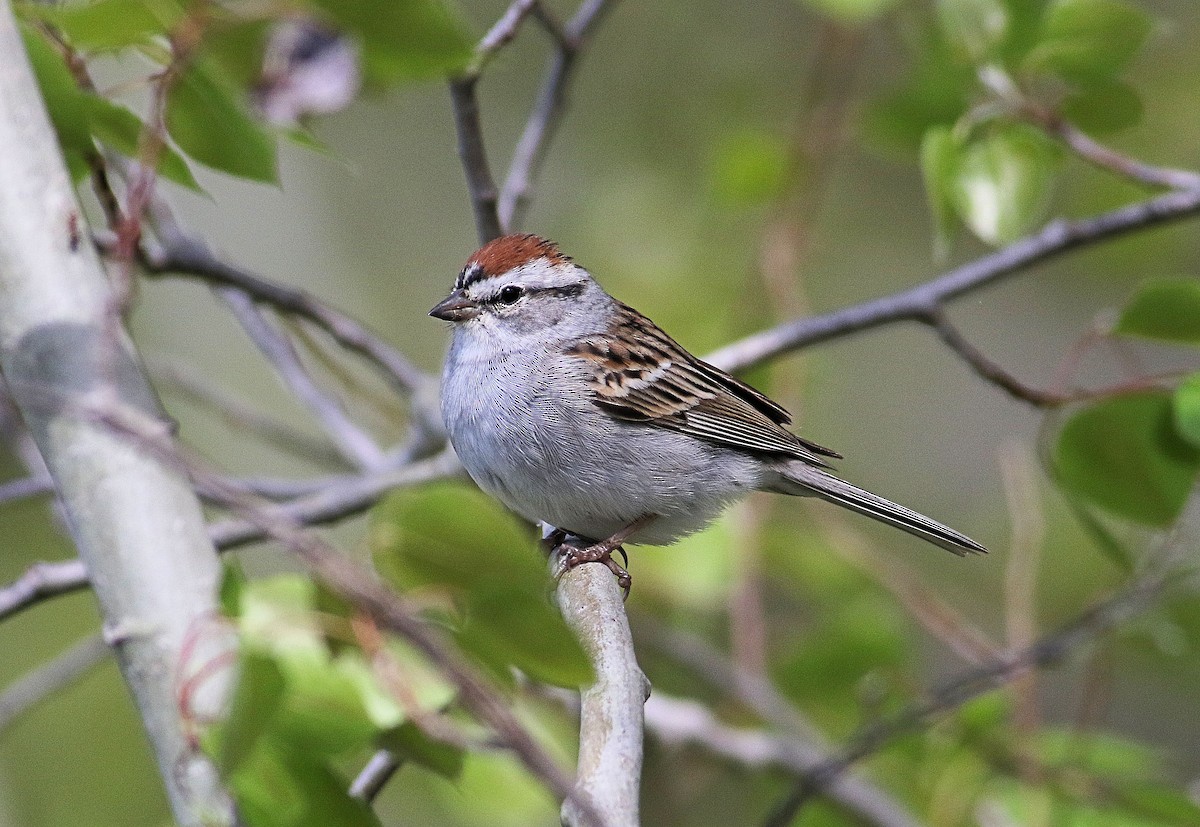 Chipping Sparrow - ML618270034