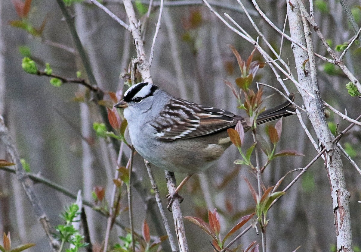 White-crowned Sparrow - ML618270060