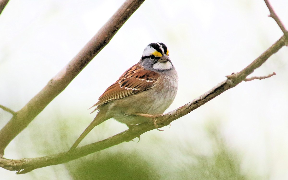 White-throated Sparrow - ML618270081