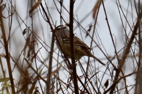 White-crowned Sparrow - ML618270118