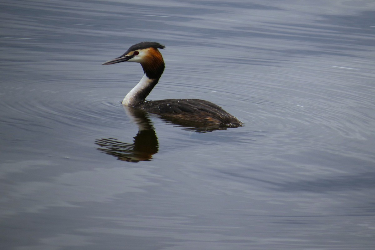 Great Crested Grebe - Leah Kim