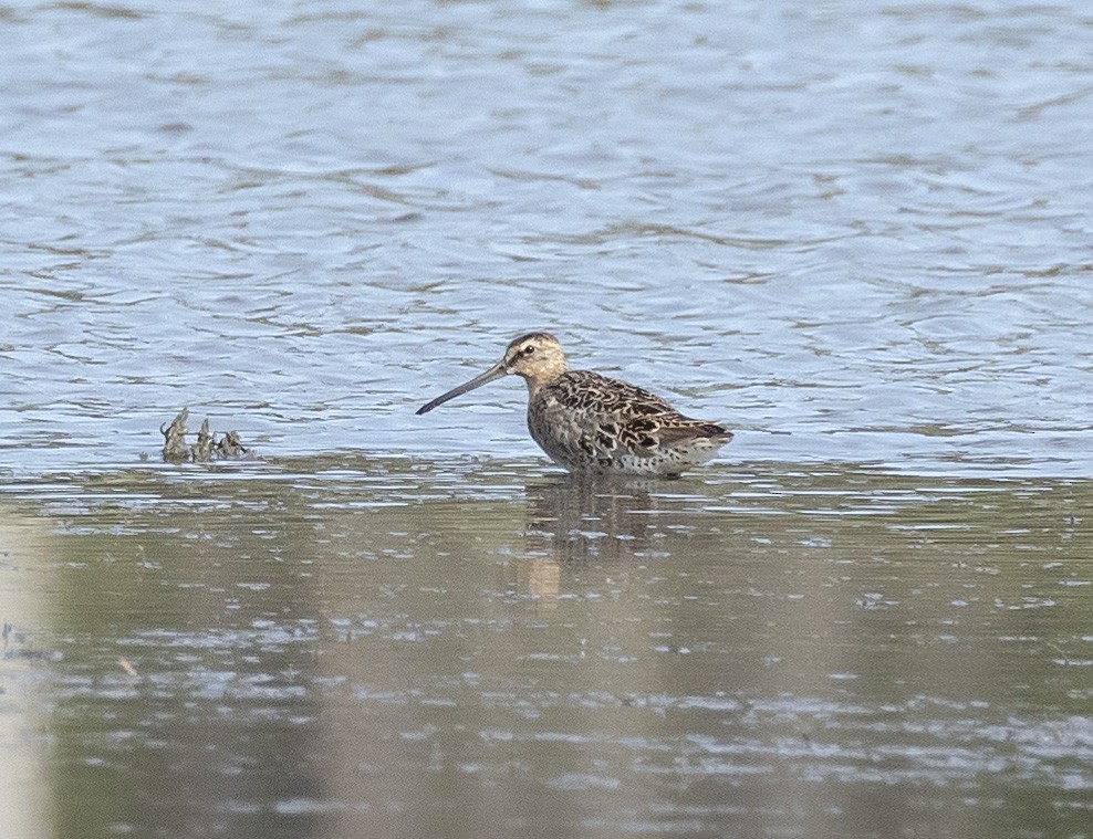 Short-billed Dowitcher - terry moore