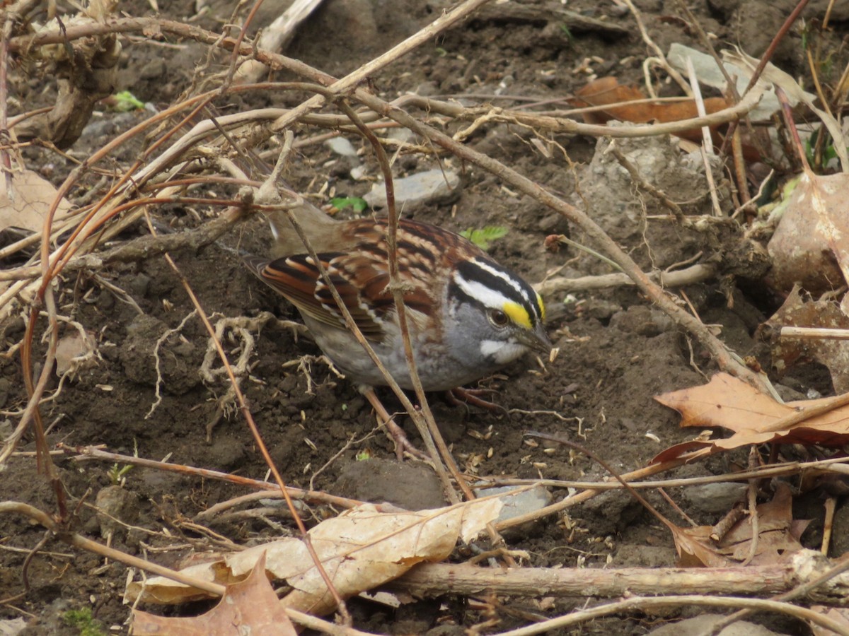 White-throated Sparrow - ML618270132