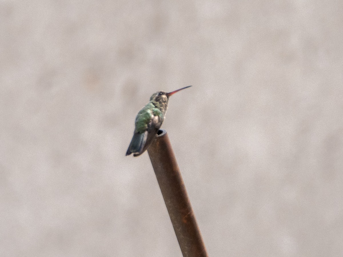 Broad-billed Hummingbird - Tim Kambitsch