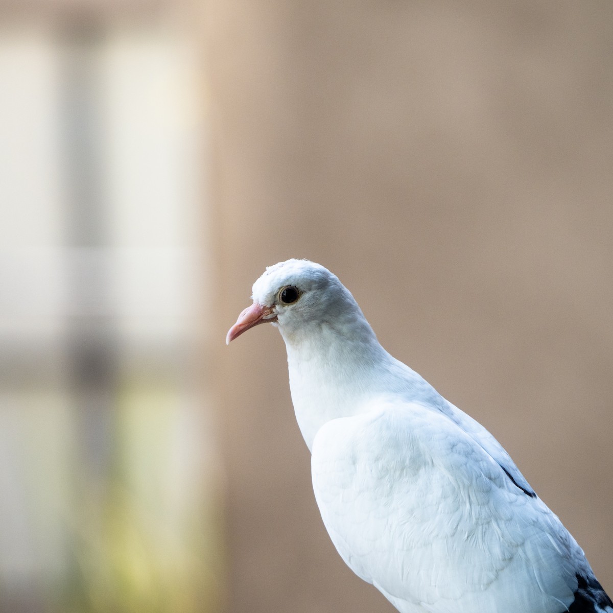 Rock Pigeon (Feral Pigeon) - Tim Kambitsch