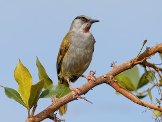  - Gray-capped Warbler