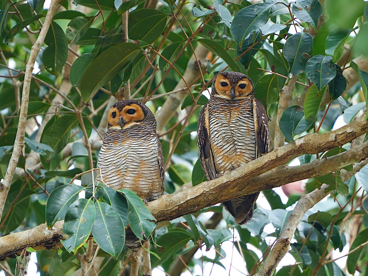 Spotted Wood-Owl - Mei Hsiao