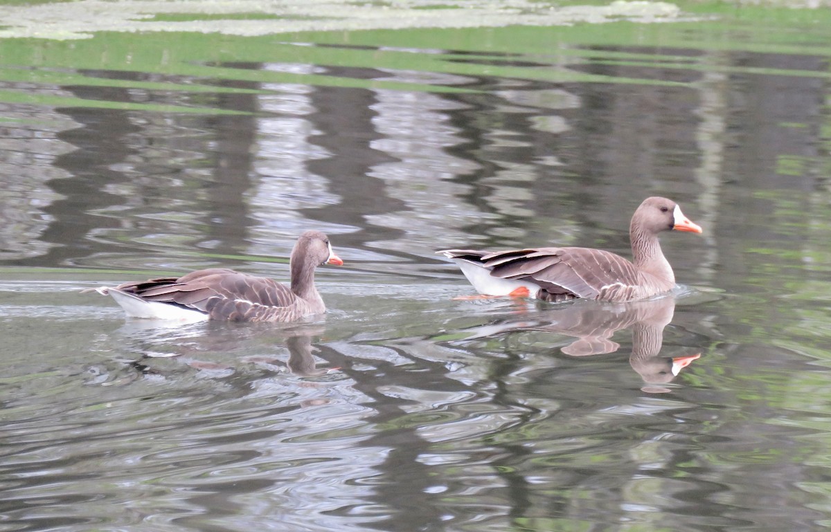 Greater White-fronted Goose - ML618270259