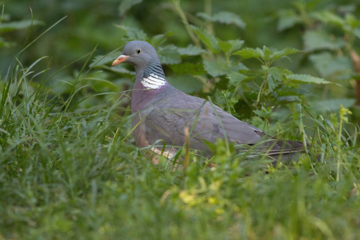 Common Wood-Pigeon - Jakub Macháň
