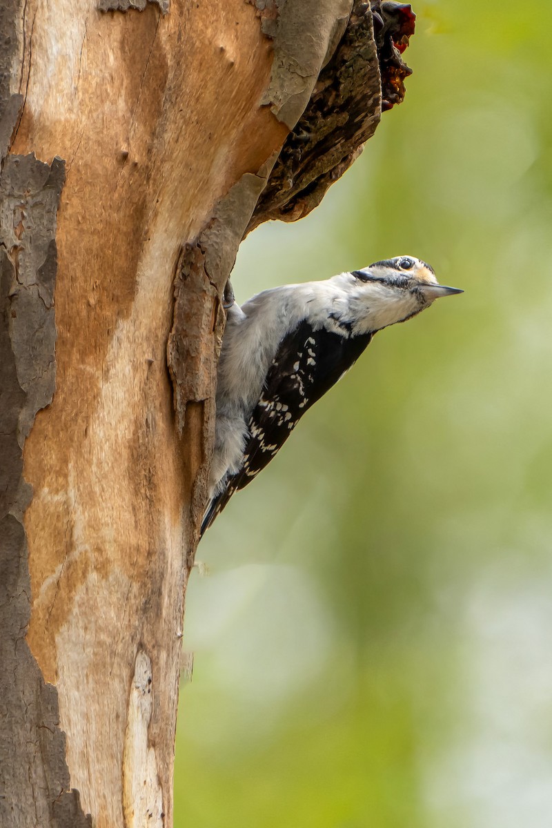 Hairy Woodpecker - Ashley Pichon