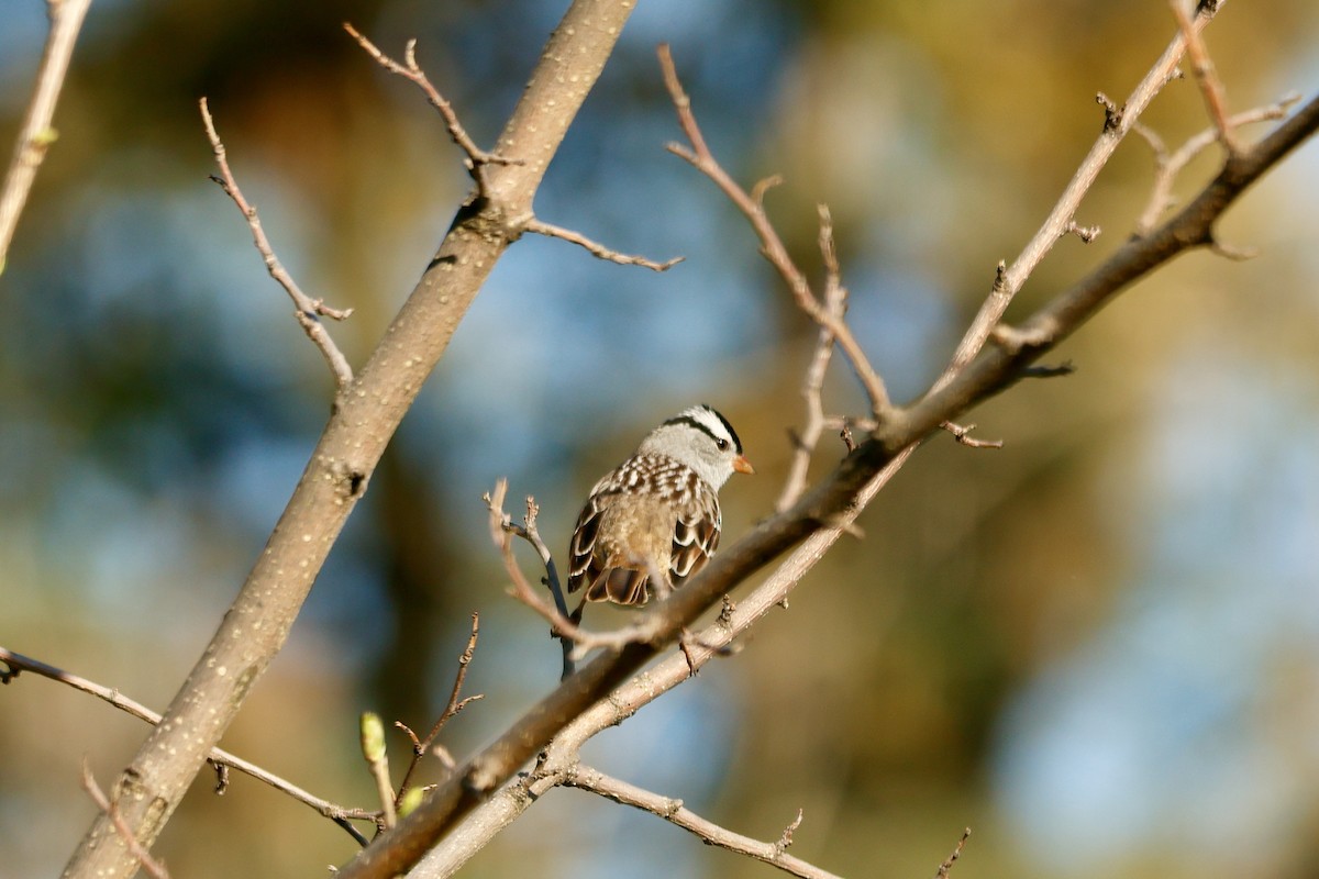 White-crowned Sparrow - ML618270277