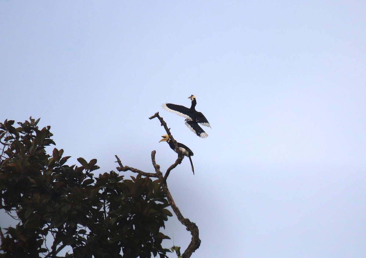 Oriental Pied-Hornbill - Praveen H N
