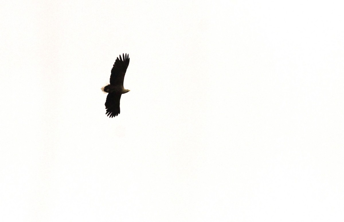 White-tailed Eagle - ML618270306