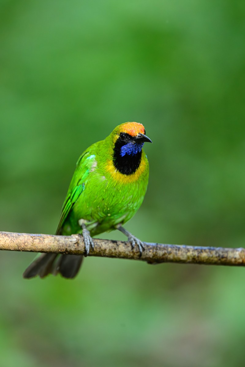 Golden-fronted Leafbird - Sudhir Paul