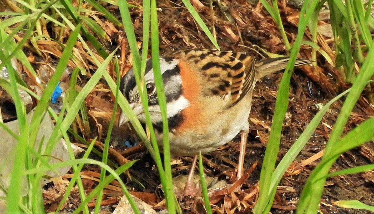 Rufous-collared Sparrow - ML618270312
