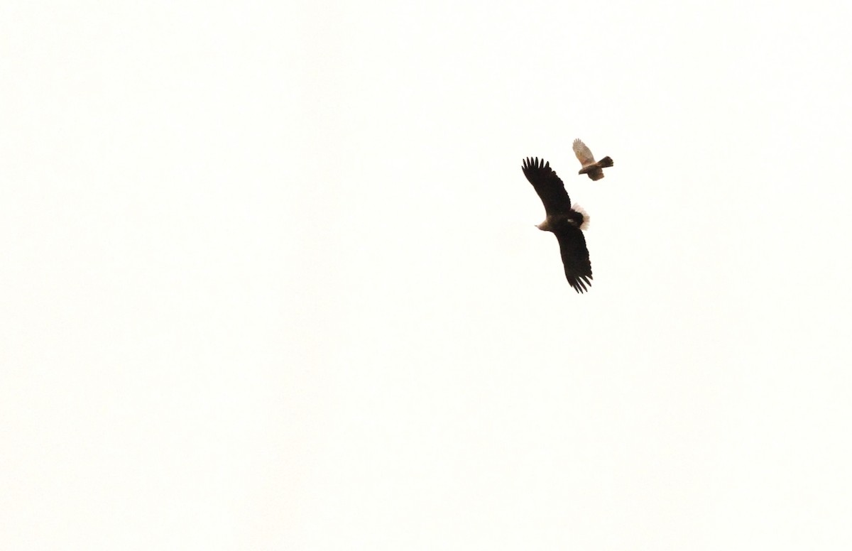 White-tailed Eagle - ML618270315