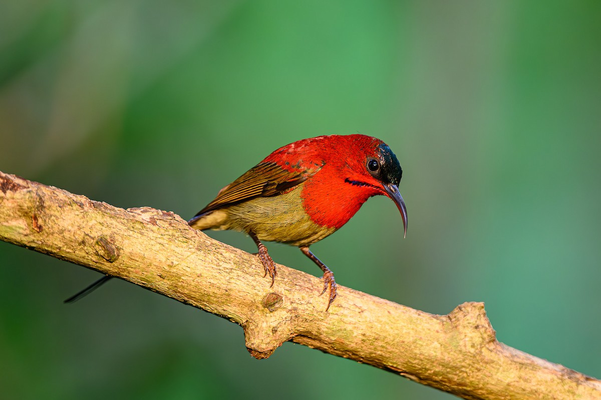 Crimson Sunbird - Sudhir Paul