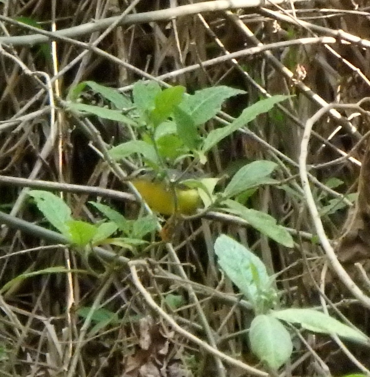 Golden-crowned Warbler - ML618270333