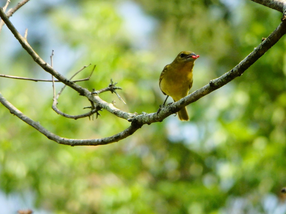 Hepatic Tanager - ML618270350