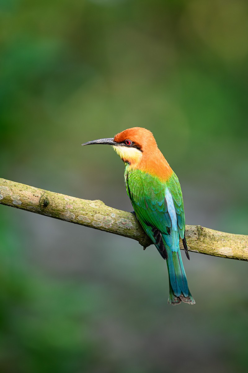 Chestnut-headed Bee-eater - Sudhir Paul