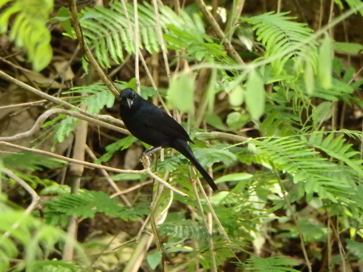 White-lined Tanager - ML618270372