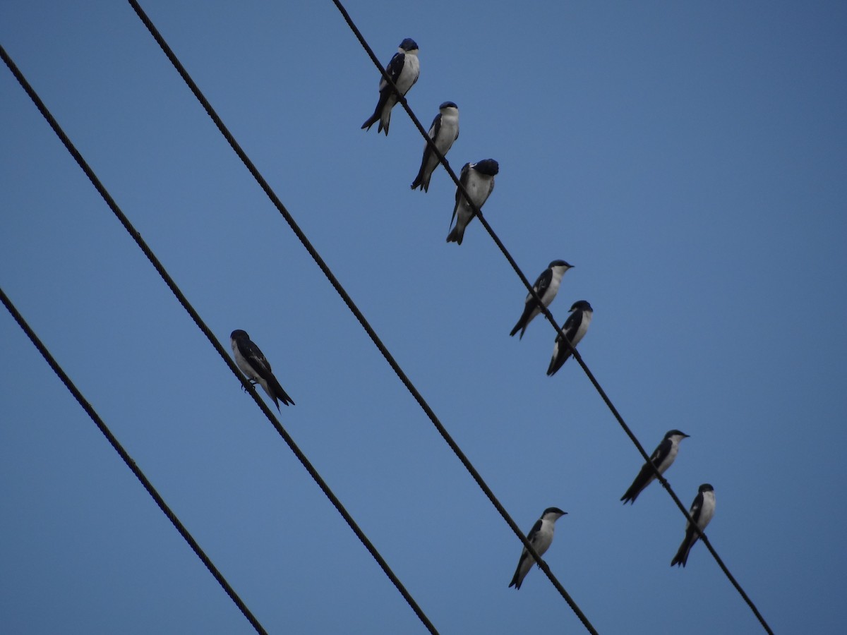 White-winged Swallow - Francisco Sornoza