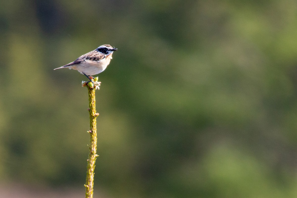Whinchat - ML618270404