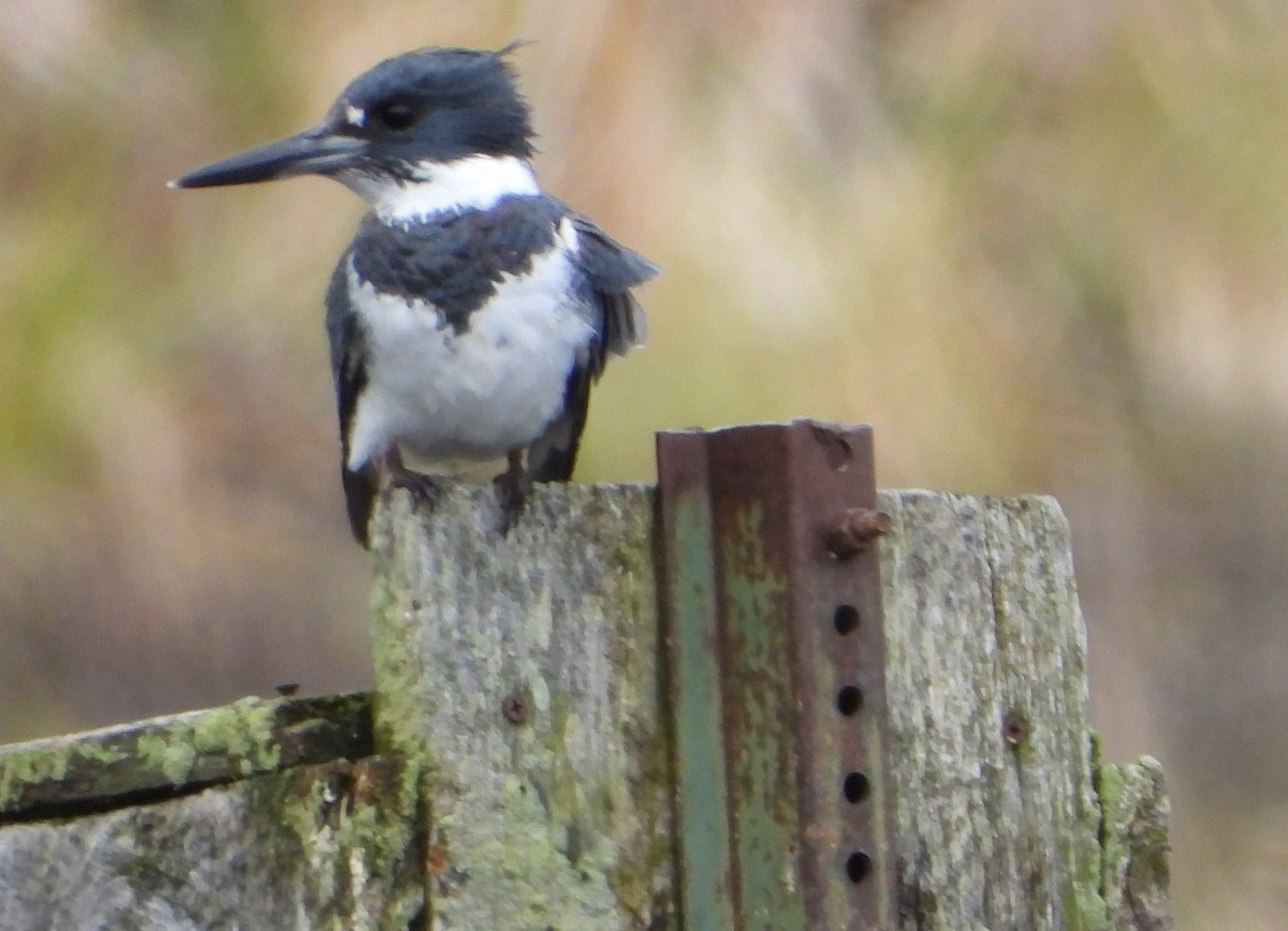 Belted Kingfisher - Ginny Umiker