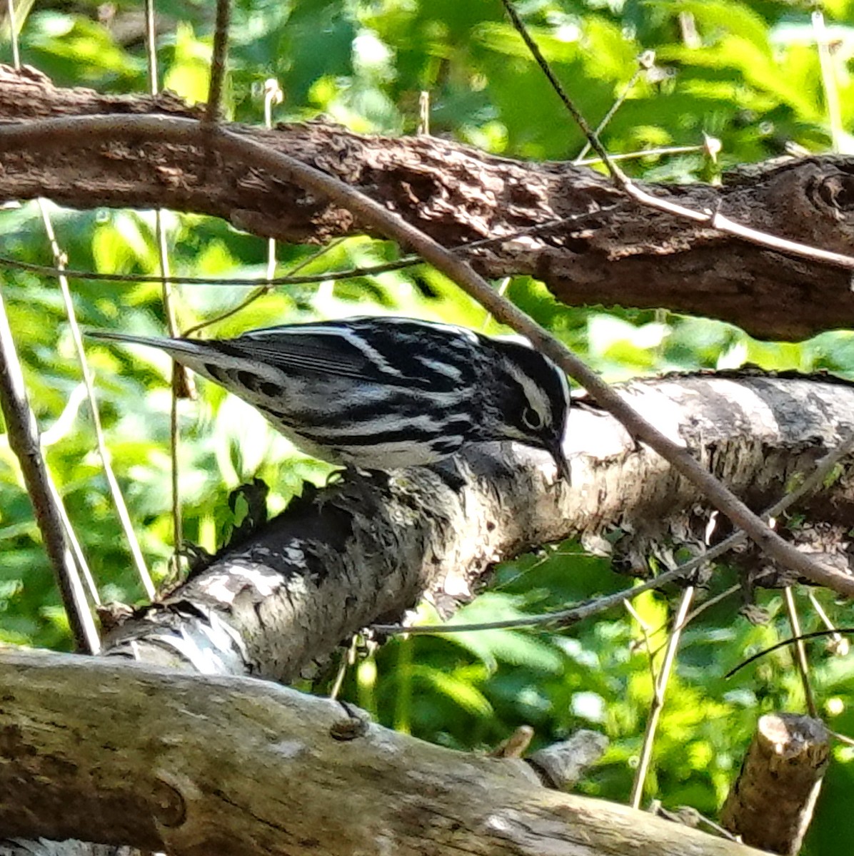 Black-and-white Warbler - ML618270476