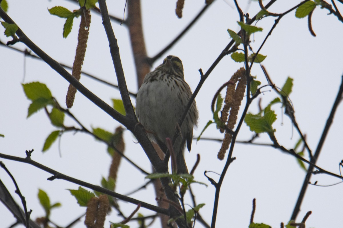 Savannah Sparrow - ML618270481
