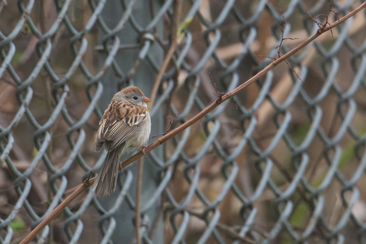 Field Sparrow - ML618270490